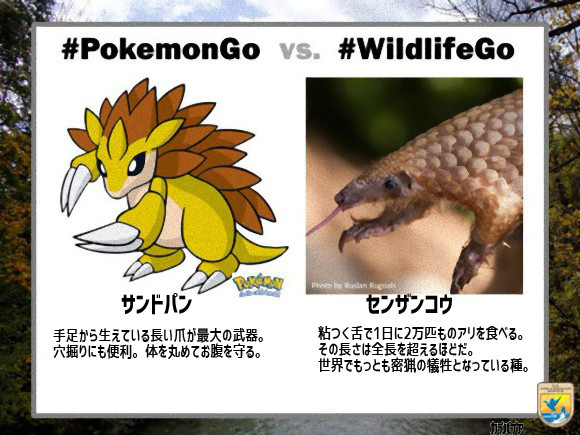 ポケモンgo 現実世界の動物に例えた ワイルドライフgo 展開中 絶命危惧種を救え ポケモンgo攻略まとめ速報