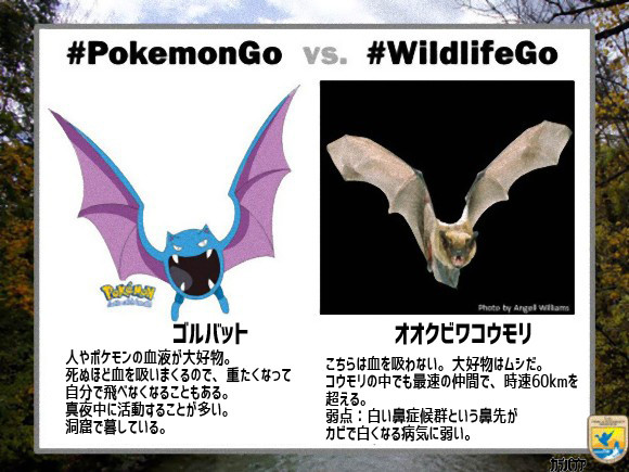 ポケモンgo 現実世界の動物に例えた ワイルドライフgo 展開中 絶命危惧種を救え ポケモンgo攻略まとめ速報