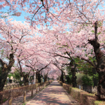 【ポケモンGO】4月6日にポケモン巣変更が濃厚！春の花見シーズン突入で気持ち良く出かけられるぞ！